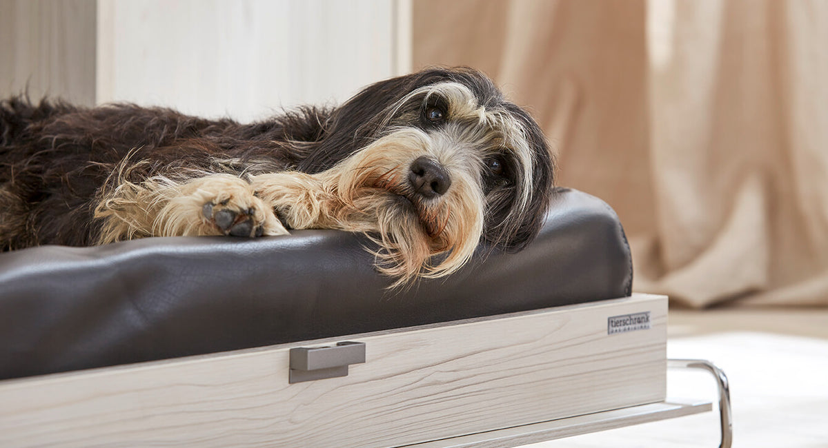Patentiertes Hundeklappbett von Tierschrank