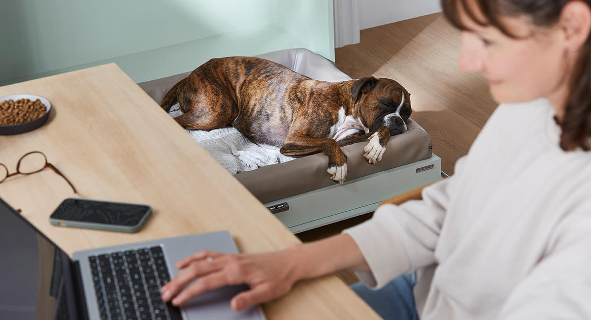 Ausgeklapptes Hundebett im Home Office